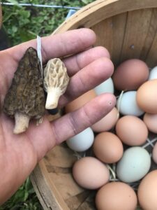 Daily Harvest -- Eggs and Morel Mushrooms